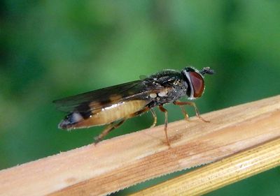 Melanostoma mellinum; Syrphid Fly species; female 