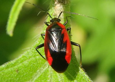 Metriorrhynchomiris dislocatus; Plant Bug species