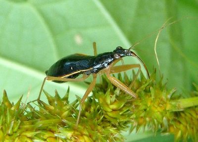 Nabis subcoleoptratus; Black Damsel Bug; female 