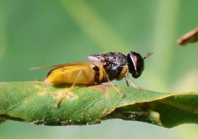 Odontomyia virgo; Soldier Fly species; female