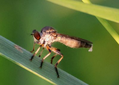 Ommatius Robber Fly species