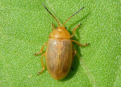 Ophraella cribrata; Flea Beetle species