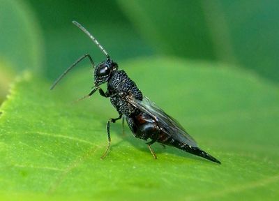 Phasgonophora sulcata; Chalcid Wasp species; female 