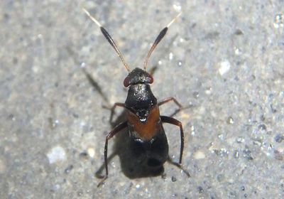 Pilophorus Plant Bug species