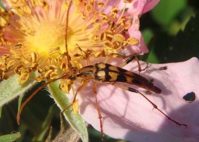Strangalia luteicornis; Flower Longhorn species