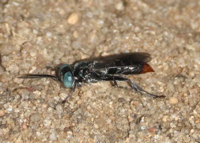 Tachysphex terminatus complex; Square-headed Wasp species