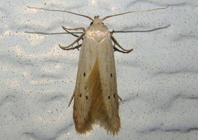 1159-1167 Blastobasis Scavenger Moth species
