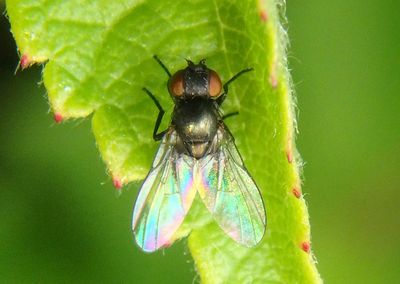 Agromyzidae Leaf Miner Fly species