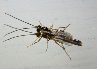 Cremastinae Ichneumon Wasp species; male