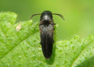 Deltometopus amoenicornis; False Click Beetle species; male 