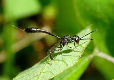Gasteruption assectator/kirbii complex; Carrot Wasp species; female