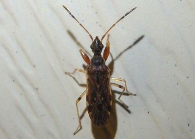 Heraeus plebejus; Dirt-colored Seed Bug species