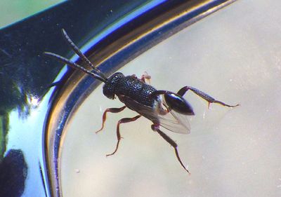 Evaniella semaeoda; Ensign Wasp species