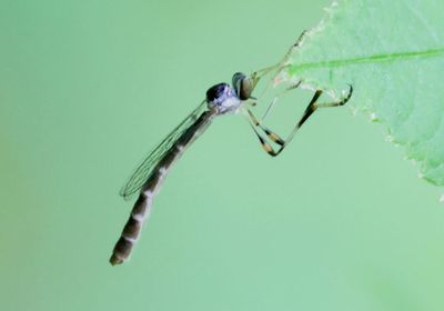 Leptogastrinae Robber Fly species