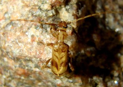 Obrium maculatum; Longhorn Beetle species