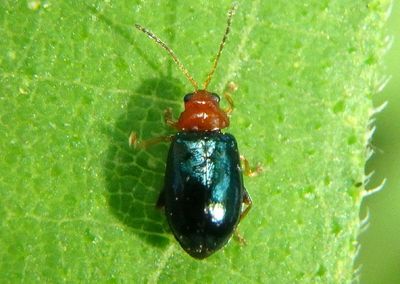 Palaeothona picta; Flea Beetle species