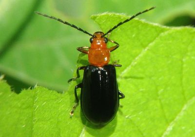 Phyllecthris dorsalis; Flea Beetle species