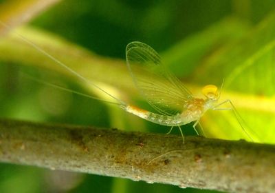 Procloeon nelsoni; Small Minnow Mayfly species; male