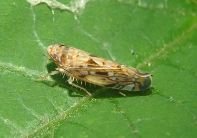 Scaphoideus Leafhopper species