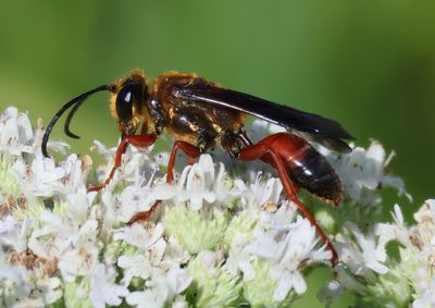 Sphex ichneumoneus; Great Golden Digger Wasp