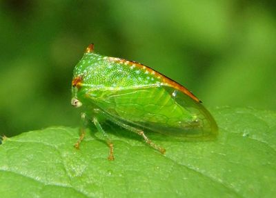 Stictocephala militaris; Bufallo Treehopper species