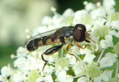 Syritta pipiens; Syrphid Fly species; male; exotic