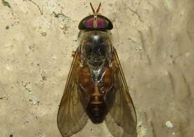 Tabanus pallidescens; Horse Fly species; female