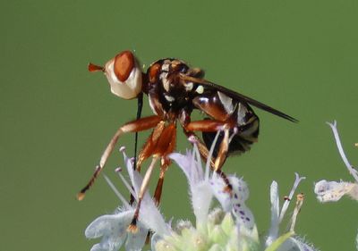 Zodion Thick-headed Fly species