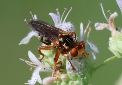 Zodion Thick-headed Fly species