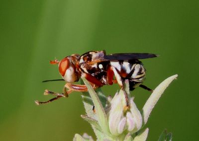 Zodion Thick-headed Fly species 