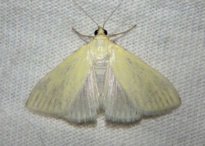 4986.1 - Sitochroa palealis; Crambid Snout Moth species; exotic