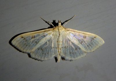5277 - Herpetogramma thestealis; Zigzag Herpetogramma Moth