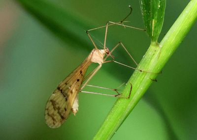 Bittacus strigosus; Hangingfly species