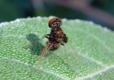 Chrysopilus basilaris; Snipe Fly species; male