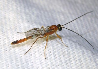 Cremastinae Ichneumon Wasp species; male