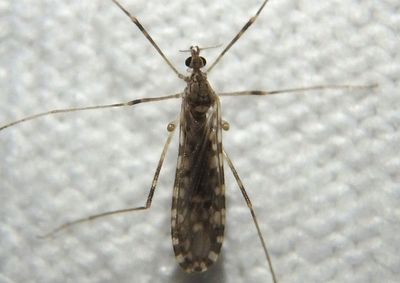 Erioptera Limoniid Crane Fly species