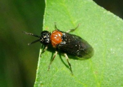 Eutomostethus ephippium; Common Sawfly species