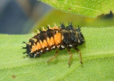 Harmonia axyridis; Multicolored Asian Lady Beetle larva; exotic