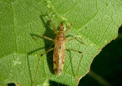 Lasiomerus annulatus; Damsel Bug species