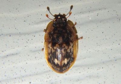 Lobiopa undulata; Sap-feeding Beetle species