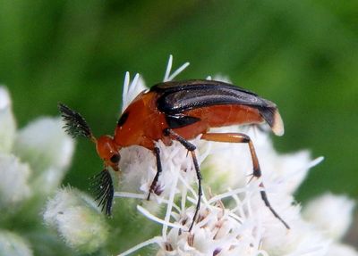 Macrosiagon limbata; Wedge-shaped Beetle species; male