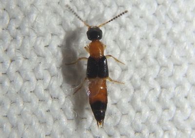 Neobisnius Rove Beetle species