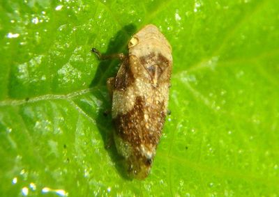 Philaenus spumarius; Meadow Spittlebug