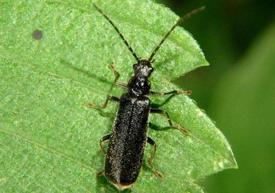 Rhagonycha mandibularis; Soldier Beetle species