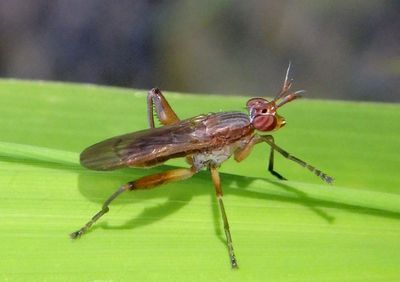 Sepedon Marsh Fly species