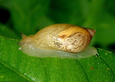 Succineidae Amber Snail species