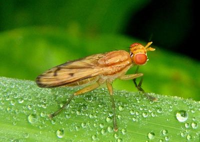 Tetanocera plebeja; Marsh Fly species