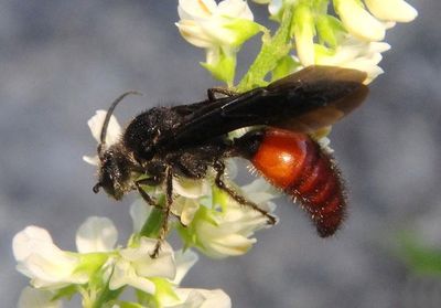 Timulla vagans; Velvet Ant species; male