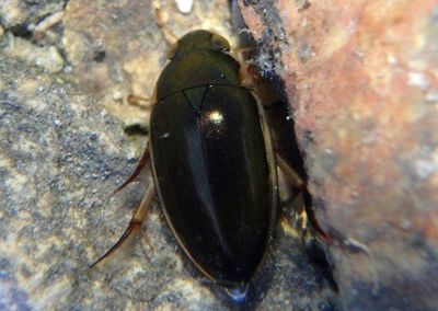 Tropisternus lateralis; Water Scavenger Beetle species