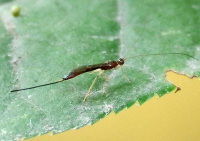 Ichneumonidae Ichneumon Wasp species; female